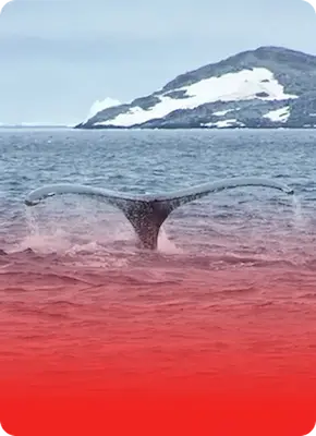 Kayak entre ballenas
